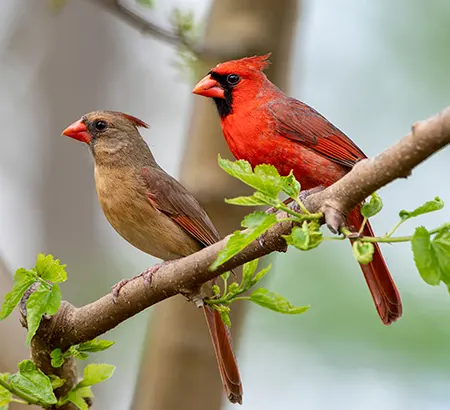 birds