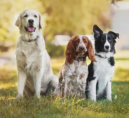 dogs