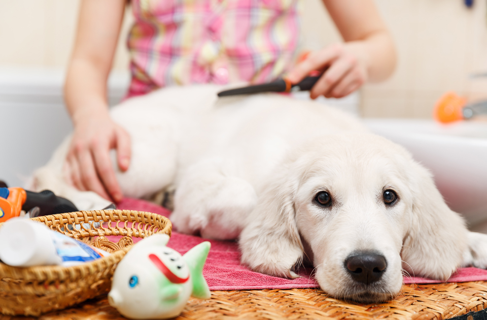 Marketing Tips For the Pet Care Services Industry