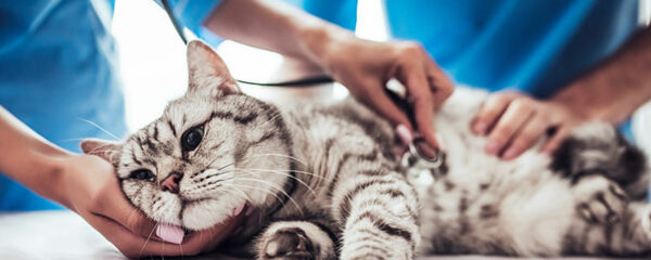 A cat examined by a vet at home