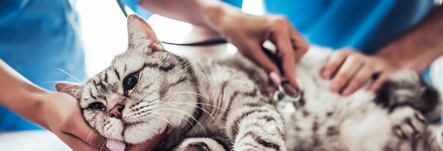 A cat examined by a vet at home